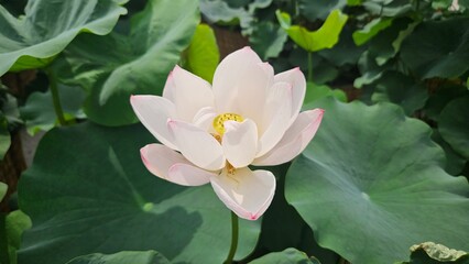 white lotus flower