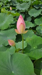 pink lotus flower