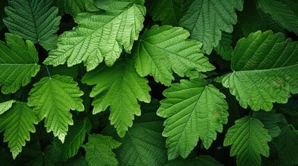 patterns trees texture