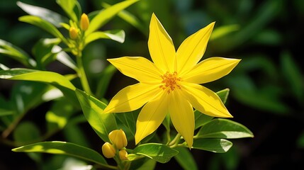 Obraz premium vibrant yellow star