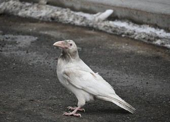 Obraz premium Rare White Raven Walking Down the Street