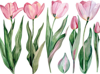 Seamless Watercolor Background Featuring Elegant Tulip Flowers, Perfect for Sophisticated Floral Patterns and Designs