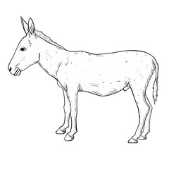 sketch illustration of donkey