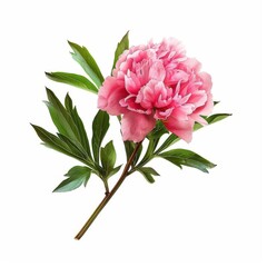 Obraz premium A Sprig of Peony Flower on White Background