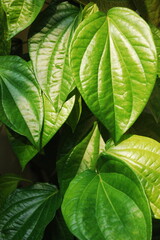 A close up picture of piper betel leaves or daun sirih (in Indonesian) in the sun