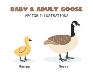Goose and gosling vector illustrations. Adult and baby goose cartoon clipart in flat style. Farm animals concept