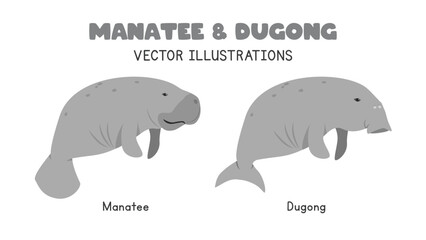 Manatee and dugong comparison vector illustrations. Dugong vs manatee cartoon clipart set in flat style. Wild animals, sea animals concept