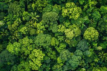 Naklejka premium Aerial view of dense green forest canopy.