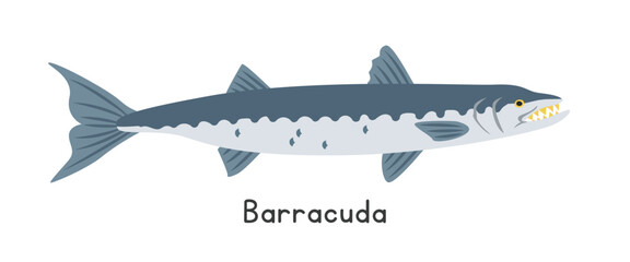 Barracuda vector illustration. Barracuda cartoon clipart, animal in flat style. Sea animals, underwater creatures, ocean animals, marine life concept. Barracuda vector design isolated on white