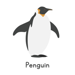 Penguin vector illustration. Cute emperor penguin or king penguin cartoon clipart, animal in flat style. Sea animals, underwater creatures, ocean animals, marine life concept. Penguin vector design