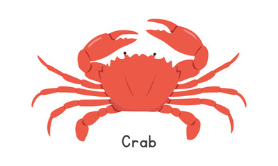 Crab vector illustration. Red crab cartoon clipart, animal in flat style. Sea animals, underwater creatures, ocean animals, marine life concept. Crab vector design isolated on white background