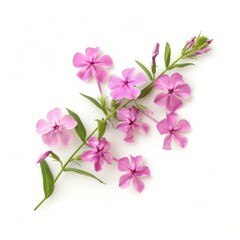 A Sprig of Phlox Flower on White Background