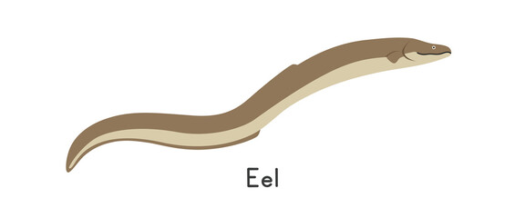 Eel vector illustration, cartoon clipart, animal in flat style. Sea animals, underwater creatures, ocean animals, marine life concept. Eel vector design isolated on white background