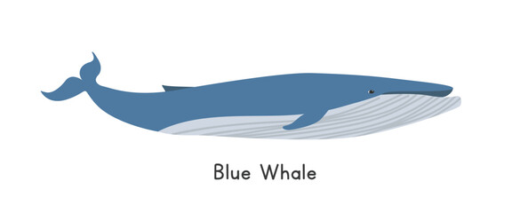 Blue whale vector illustration. Cute blue whale cartoon clipart, animal in flat style. Sea animals, underwater creatures, ocean animals, marine life concept. Blue whale vector design isolated on white