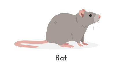 Rat vector illustration, cartoon clipart character, animal in flat style. Wild animals, wild creatures, wildlife concept. Brown rat vector design isolated on white background