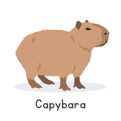 Capybara vector illustration, cartoon clipart character, animal in flat style. Wild animals, wild creatures, wildlife concept. Cute greater capybara vector design isolated on white background
