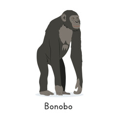 Obraz premium Bonobo vector illustration, cartoon clipart character, animal in flat style. Wild animals, wild creatures, wildlife concept. Great ape bonobo vector design isolated on white background