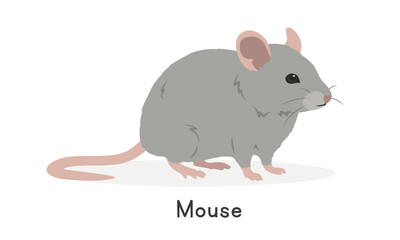 House mouse vector illustration, cartoon clipart character, animal in flat style. Wild animals, wild creatures, wildlife concept. Mouse vector design isolated on white background