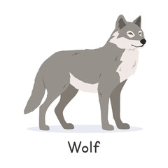 Grey wolf vector illustration, cartoon clipart character, animal in flat style. Wild animals, wild creatures, wildlife concept. Gray wolf vector design isolated on white background