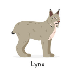 Lynx vector illustration, cartoon clipart character, animal in flat style. Wild animals, wild creatures, wildlife concept. Canada lynx vector design isolated on white background