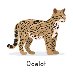 Ocelot vector illustration, cartoon clipart character, animal in flat style. Wild animals, wild creatures, wildlife concept. Tiger cat vector design isolated on white background