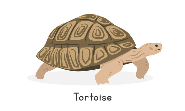 Tortoise vector illustration, cartoon clipart character, animal in flat style. Wild animals, wild creatures, wildlife concept. Tortoise vector design isolated on white background