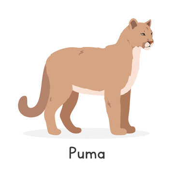 Puma vector illustration, cartoon clipart character, animal in flat style. Wild animals, wild creatures, wildlife concept. Puma concolor or cougar vector design isolated on white background