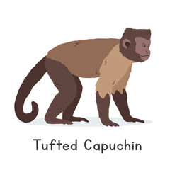 Tufted capuchin vector illustration, cartoon clipart character, animal in flat style. Wild animals, wild creatures, wildlife concept. Brown capuchin vector design isolated on white background