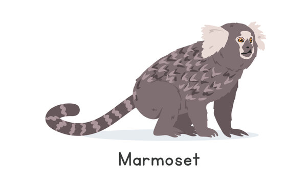 Common marmoset vector illustration, cartoon clipart character, animal in flat style. Wild animals, wild creatures, wildlife concept. White-tufted marmoset vector design isolated on white