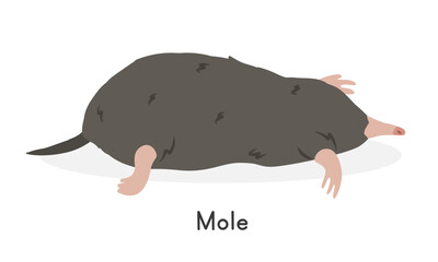 Common mole vector illustration, cartoon clipart character, animal in flat style. Wild animals, wild creatures, wildlife concept. Northern mole vector design isolated on white background