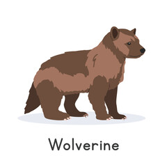 Fototapeta premium Wolverine vector illustration, cartoon clipart character, animal in flat style. Wild animals, wild creatures, wildlife concept. Wolverine vector design isolated on white background