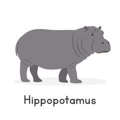 Hippopotamus vector illustration, cartoon clipart character, animal in flat style. Wild animals, wild creatures, wildlife concept. Hippo vector design isolated on white background