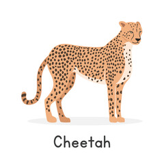 Cheetah vector illustration, cartoon clipart character, animal in flat style. Wild animals, wild creatures, wildlife concept. Cheetah vector design isolated on white background