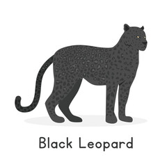 Black leopard vector illustration, cartoon clipart character, animal in flat style. Wild animals, wild creatures, wildlife concept. Black panther vector design isolated on white background