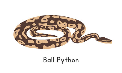 Ball python or royal python vector illustration, cartoon clipart character, animal in flat style. Wild animals, wild creatures, wildlife concept. Python vector design isolated on white background