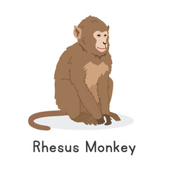 Rhesus monkey or Indochinese rhesus macaque vector illustration, cartoon clipart character, animal in flat style. Wild animals, wild creatures, wildlife concept. Monkey vector design isolated