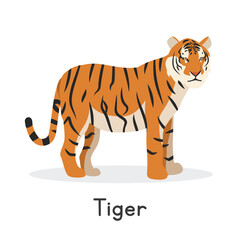 Tiger vector illustration, cartoon clipart character, animal in flat style. Wild animals, wild creatures, wildlife concept. Tiger vector design isolated on white background