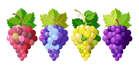 Different Styles of Grapes Illustration Bundle Collection.