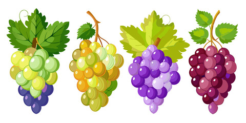 Different Styles of Grapes Illustration Bundle Collection.