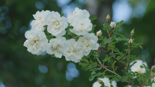 Rosebush growing in garden. Landscaping, gardening concept. Symbol of innocence, purity, and youthfulness. Wedding white rose flowers on blurred background. Windy weather, summertime. 4K UHD 2160p