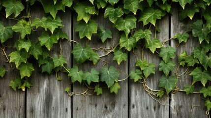wooden ivy texture