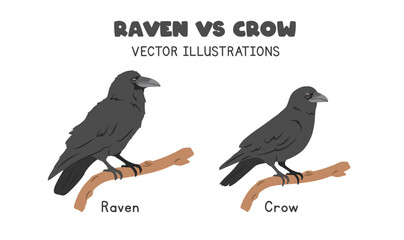 Raven and crow comparison vector illustrations. Black raven vs crow cartoon clipart set in flat style. Wild animals, birds concept