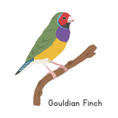 Gouldian finch perched on tree branch vector illustration, cartoon clipart character, animal in flat style. Wild animals, avian, birds concept. Colorful Gouldian finch vector design isolated on white