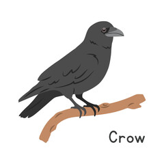 Black crow perched on tree branch vector illustration, cartoon clipart character, animal in flat style. Wild animals, avian, birds concept. Crow vector design isolated on white background