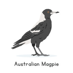 Fototapeta premium Australian magpie vector illustration, cartoon clipart character, animal in flat style. Wild animals, avian, birds concept. Australian magpie vector design isolated on white background