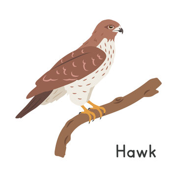Hawk perched on tree branch vector illustration, cartoon clipart character, animal in flat style. Wild animals, avian, birds concept. Hawk vector design isolated on white background
