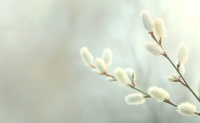 Soft focus close-up of pussy willow branches with fluffy catkins.