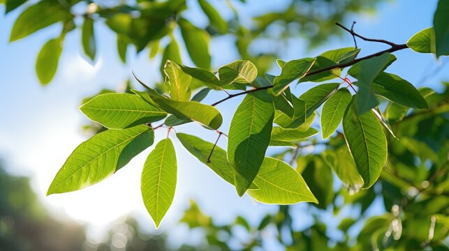 backdrop cinnamomum camphora leaves