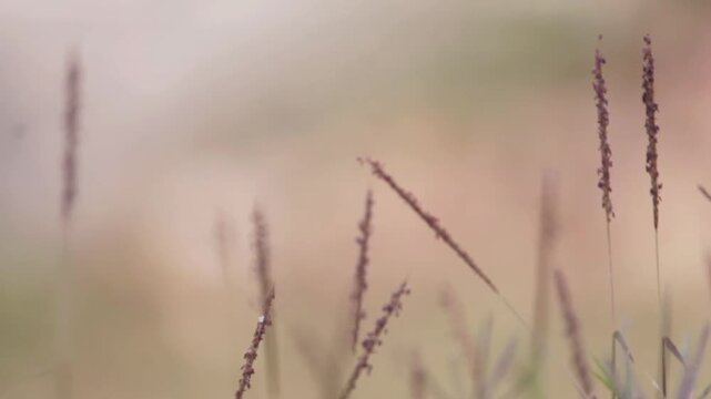 Alopecurus wild grass is so beautiful as a background it seems to dance with the wind on the fertile and green soil
