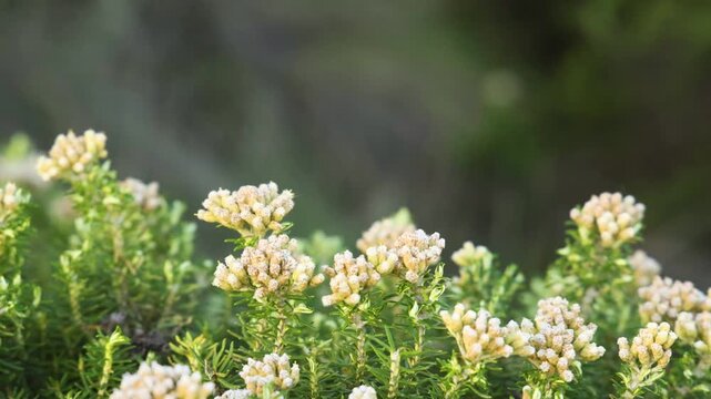 Ozothamnus Turbinatus in Bloom